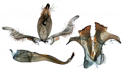Syncopacma cinctella