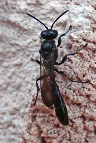 Trypoxylon sp.