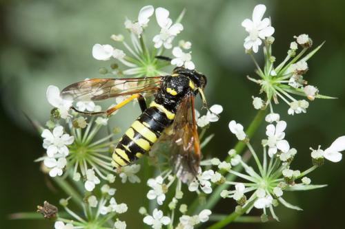 Réf. 217 035 : Tenthredo (marginella-thompsoni)