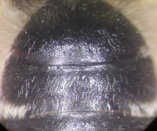 Andrena decipiens