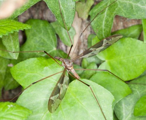Tipula maxima