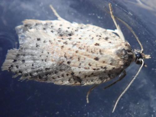 Acleris kochiella