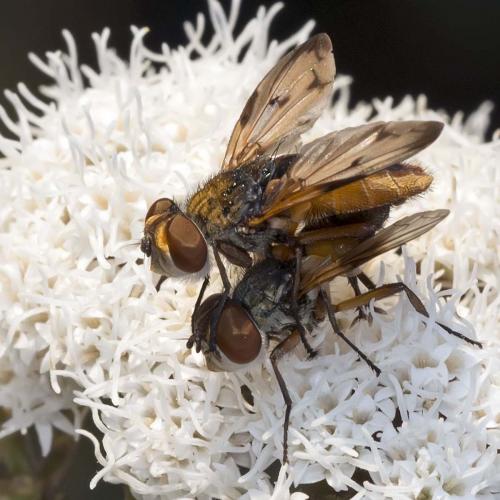 Ectophasia crassipennis