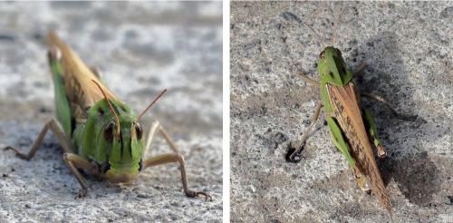 Réf. 217 660 : Locusta migratoria