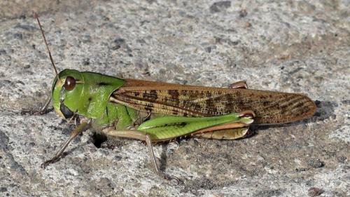 Réf. 217 661 : Locusta migratoria