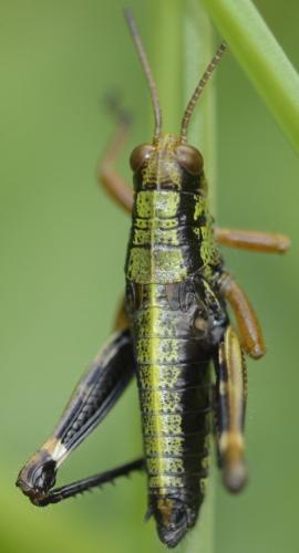 Miramella alpina subalpina