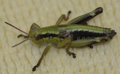 Miramella alpina subalpina
