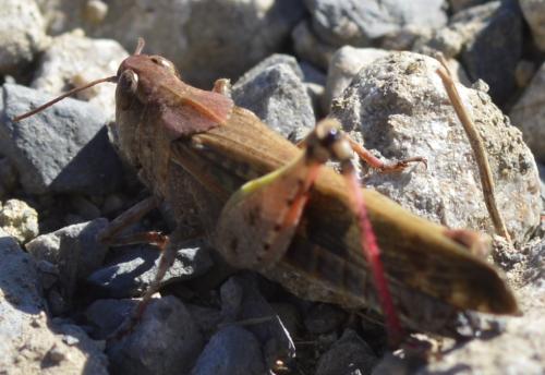 Aiolopus strepens