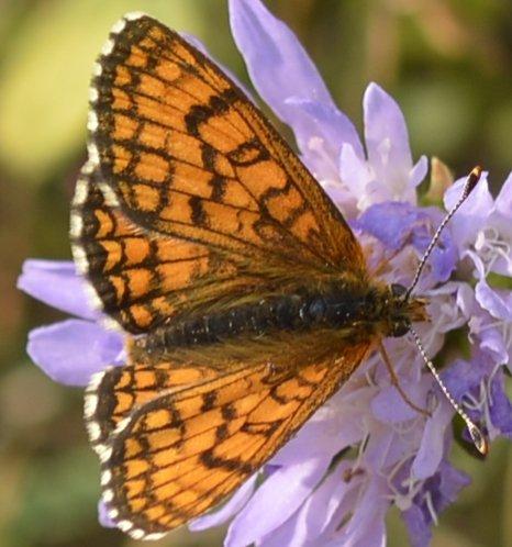 Réf. 217 505 : Melitaea parthenoides