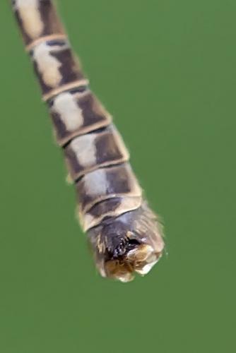 Réf. 217 283 : Tipula lateralis