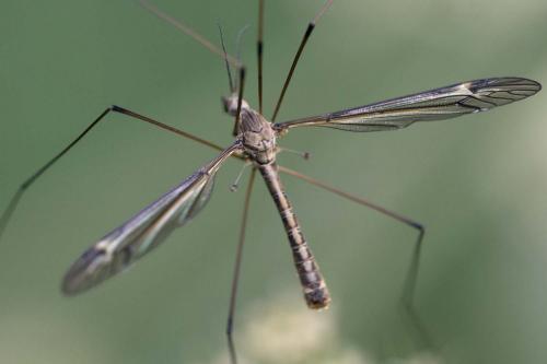 Réf. 217 282 : Tipula lateralis