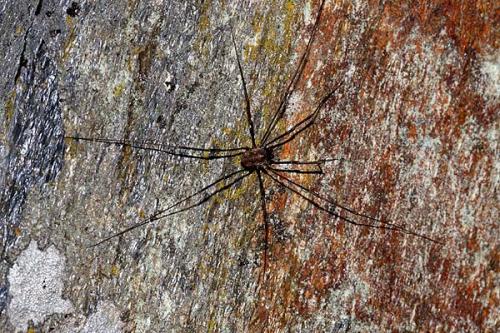 Dasylobus graniferus