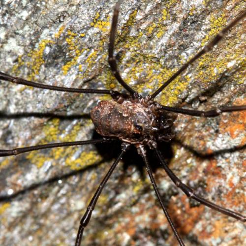 Dasylobus graniferus