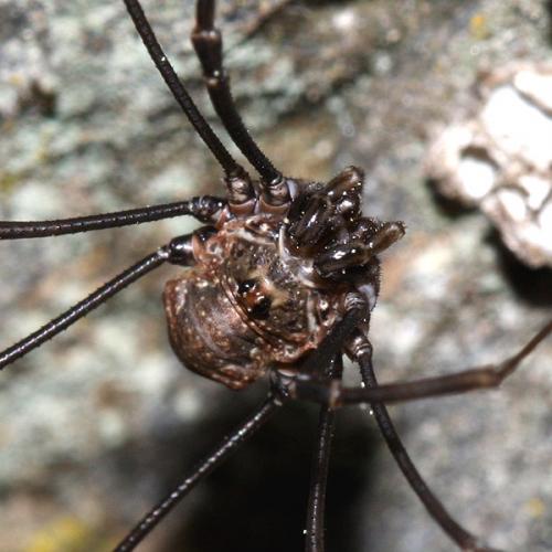 Dasylobus graniferus