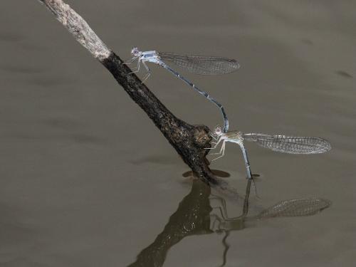 Réf. 217 640 : Argia moesta