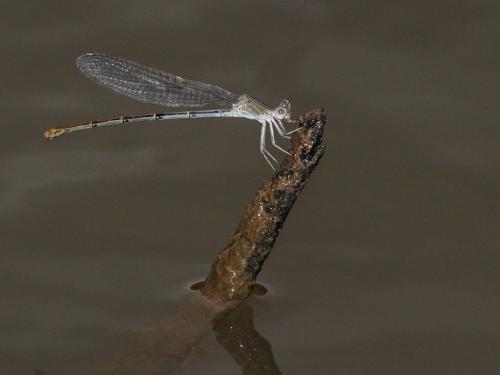 Réf. 217 638 : Argia moesta