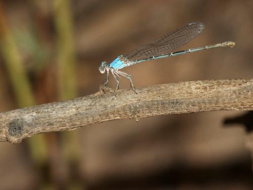 Réf. 217 639 : Argia moesta