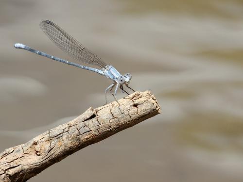 Réf. 217 637 : Argia moesta