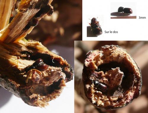 Réf. 217 131 : Scolytinae inconnu