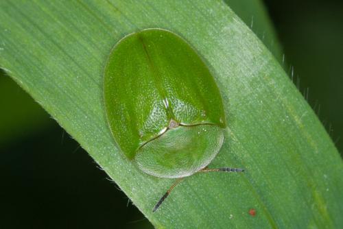 Réf. 217 700 : Cassida viridis
