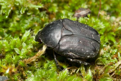 Réf. 217 561 : Netocia morio