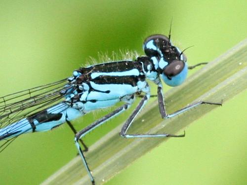 Réf. 217 869 : Coenagrion pulchellum