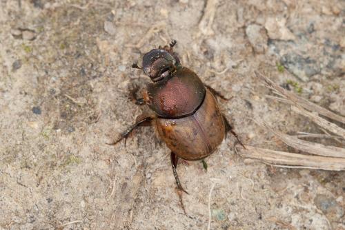 Réf. 217 734 : Onthophagus coenobita