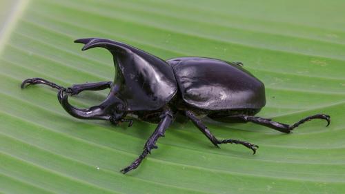 Xylotrupes socrates