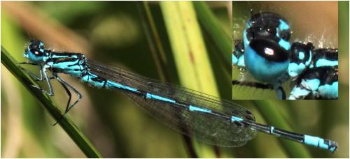 Coenagrion pulchellum