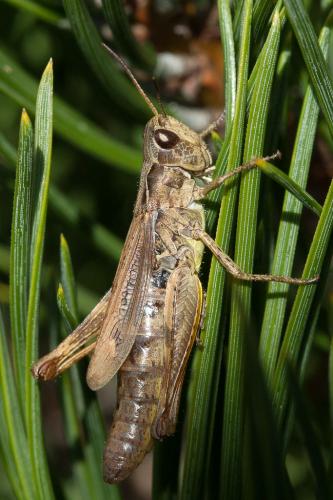 Chorthippus apricarius apricarius