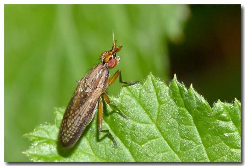 Euthycera fumigata