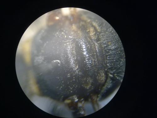 Réf. 217 537 : Ectemnius fossorius