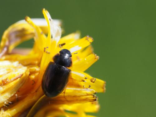 Enochrus sp.
