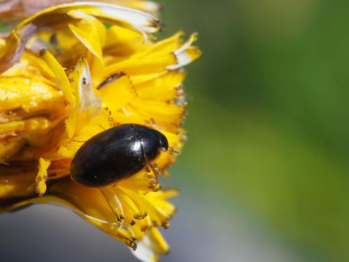 Enochrus sp.
