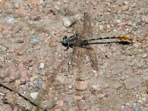 Phanogomphus militaris