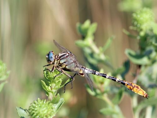 Phanogomphus militaris