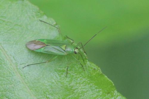 Réf. 217 026 : Calocoris alpestris