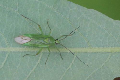 Réf. 217 027 : Calocoris alpestris
