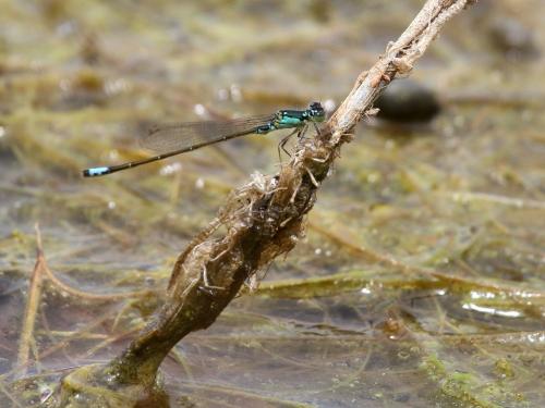 Ischnura damula