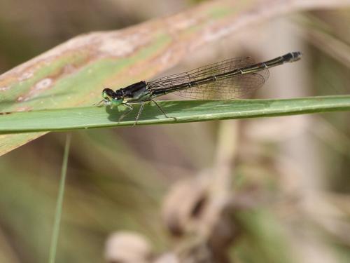 Ischnura perparva