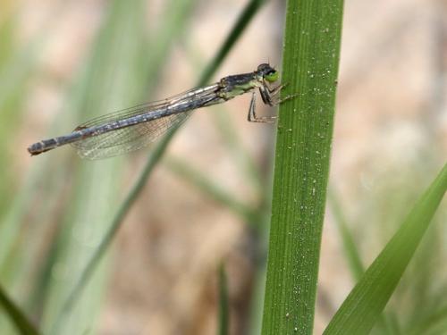 Ischnura perparva