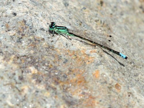 Ischnura perparva