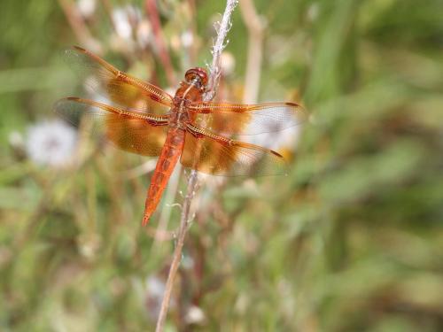 Réf. 217 161 : Libellula saturata