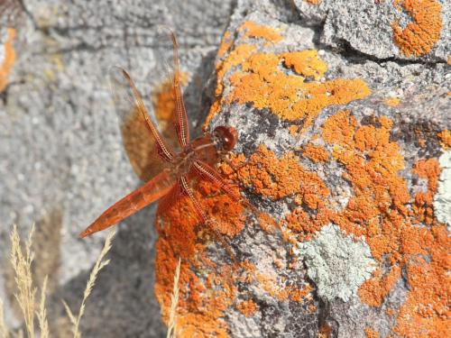 Réf. 217 162 : Libellula saturata