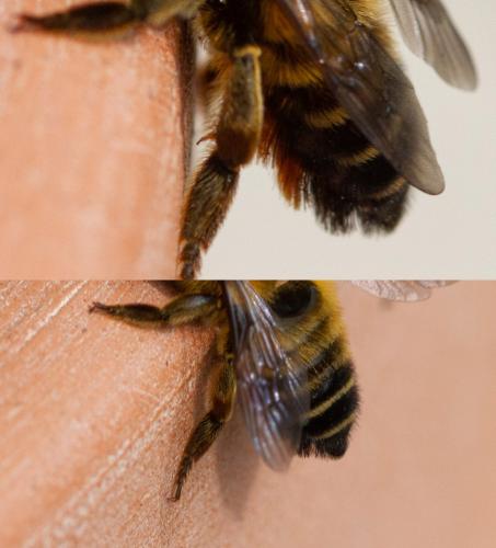 Megachile sp.