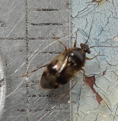 Deraeocoris sp.