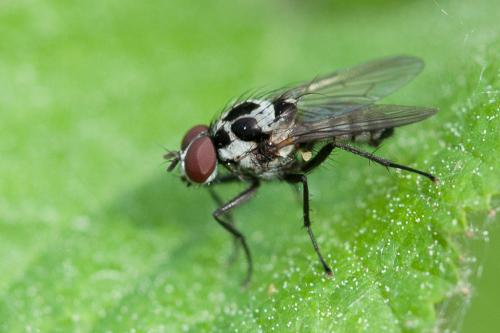 Réf. 217 740 : Anthomyia procellaris