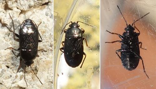 Lamprodema maura