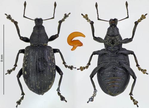 Réf. 217 150 : Liophloeus tessulatus