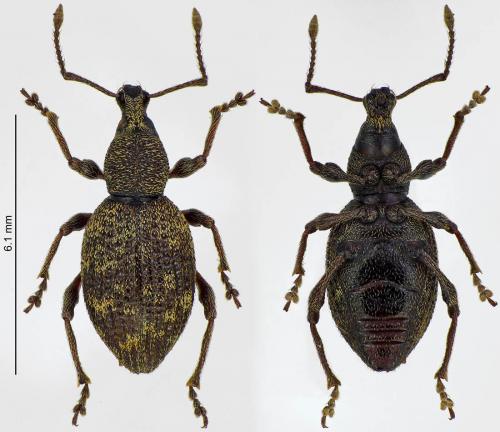 Otiorhynchus pupillatus